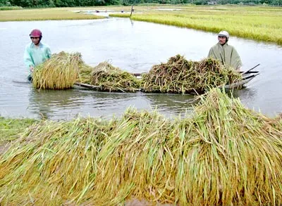 Miền Trung thiệt hại nặng do mưa lũ
