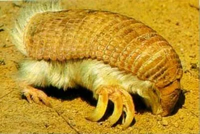 Con Ta-tu, thú có vú thuộc họ Dasypodidae ở miền nam Bắc Mỹ và Nam Mỹ, có bộ giáp màu vàng nâu, tên la tinh là Burmeisteria retusa.