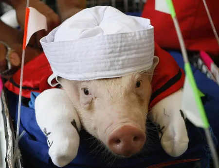 Heo mặc trang phục thủy thủ trong phim hoạt hình "Popeye"