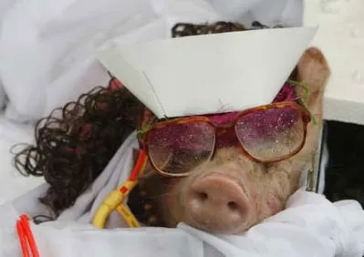 Heo đóng vai "y tá"