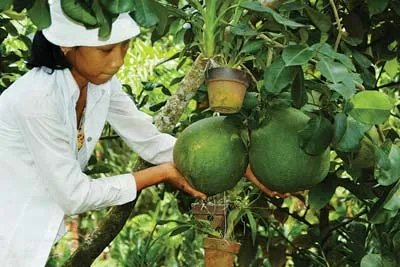Bến Tre bỏ dừa trồng bưởi da xanh