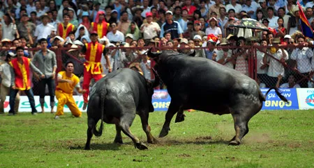 Những miếng đánh mang tính quyết định trâu số 28 dành cho trâu số 29 trong trận chung kết.