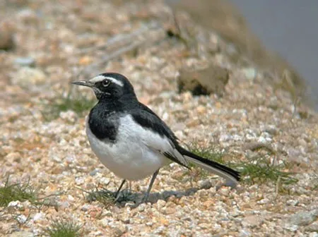 Về núi nuôi chim