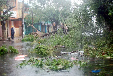 Cây cối trên nhiều tuyến đường của Thành phố Đà Nẵng bị quật ngã. Ảnh: Nguyễn Hùng