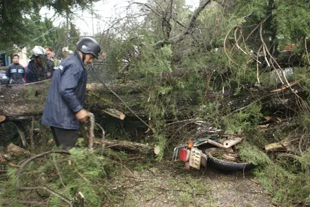 Hiện trường vụ thông đổ đè chết một giáo viên tại trường Trần Hưng Đạo. Ảnh: Nam Viên
