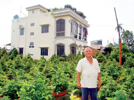 Tỷ phú trồng mai