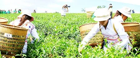 Hướng đi mới cho vùng chè Lâm Đồng