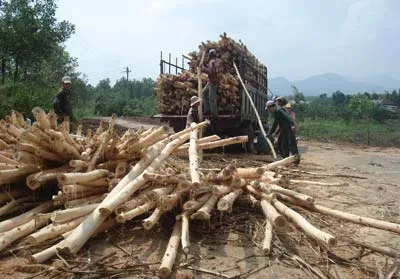 Thừa Thiên- Huế: Hàng triệu tấn dăm gỗ của dân bị doanh nghiệp ép giá