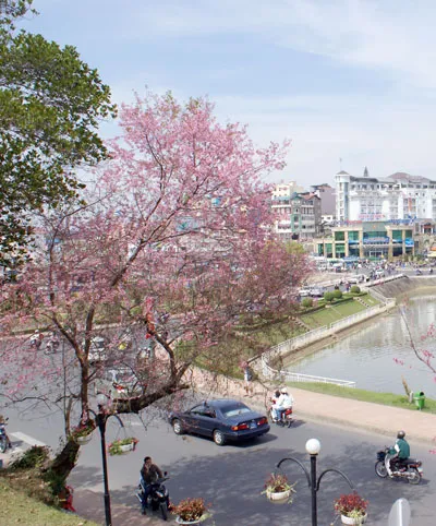 Đắc Lắc: Bắt giữ 3 tên lâm tặc sát hại cán bộ bảo vệ rừng