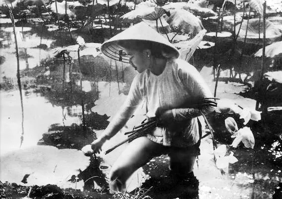 Bức ảnh nổi tiếng “Sen Tây Hồ” của cụ Võ An Ninh chụp năm 1941 được xem là một trong những hình ảnh đẹp của người Hà Nội đầu thế kỷ 20.