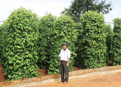 Vườn tiêu đạt năng suất kỷ lục