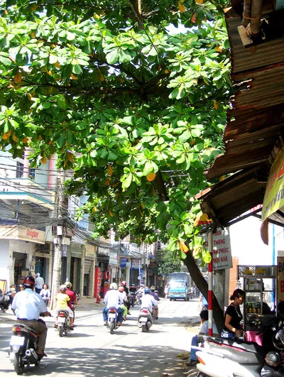 Cây xanh ở TPHCM - 1.001 nỗi lo!