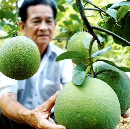 Bưởi da xanh, một loại đặc sản Nam bộ, được du khách ưa chuộng. Ảnh: ĐỨC THÀNH