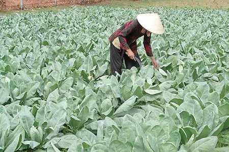 Hội Nông dân TPHCM - Tìm lối ra cho nông sản