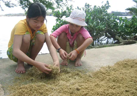 Bình Định: “Trắng” thóc giống sau lũ