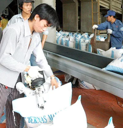 Dự thảo nghị định xuất khẩu gạo: Doanh nghiệp vừa và nhỏ hết cửa?