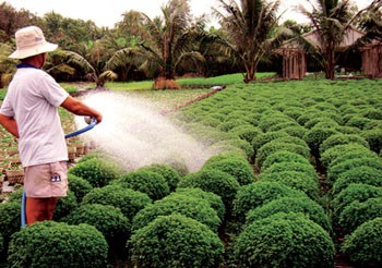 A farmer in My Tho town, Tien Giang Province waters his daisy plants (Photo: SGGP)