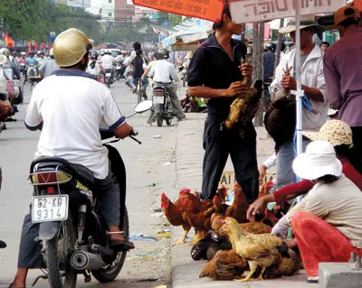 Bệnh nhân thứ 5 tử vong do cúm A/H5N1