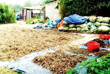 Phơi lông gia cầm gây ô nhiễm