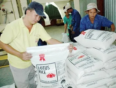 Khóc, cười trúng thầu xuất khẩu gạo
