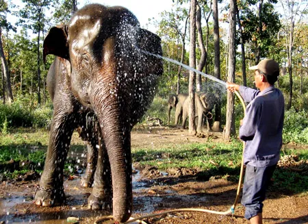 Anh Y Khiên Ê Ban đang tắm cho con voi Y ă Pích, 33 tuổi. Ảnh: Công Hoan