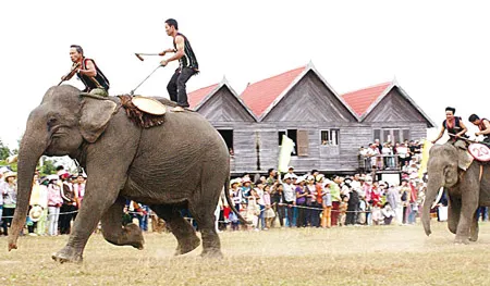 Voi Đắc Lắc trước nguy cơ chỉ còn trong truyền thuyết
