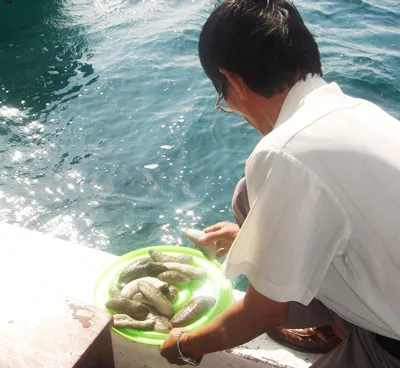 Thả giống hải sản quý tại khu Bảo tồn biển vịnh Nha Trang