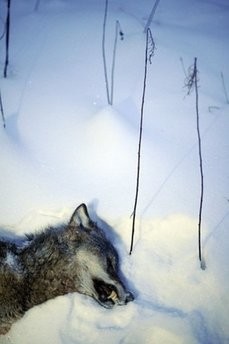 A female wolf lays on the snow after being shot down by hunters during a wolf hunt on January 2, near Kristinehamn.