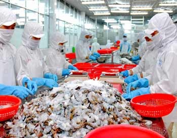 Workers process shrimp for export at Cau Tre Export Processing JSC in Ho Chi Minh City. Prime Minister Nguyen Tan Dung has ordered ministries to ensure this year’s trade deficit does not exceed 20 percent. (Photo: Tuoi Tre)