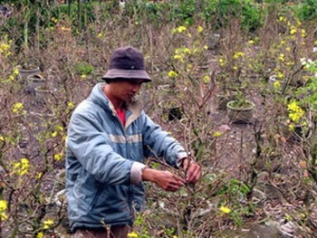 A farmer at his apricot blossom garden in HCM City (Photo: VNA)