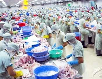 Tra fish is processed for export at Hung Vuong JSC in Tien Giang Province (Photo: Tin nhanh Viet Nam)