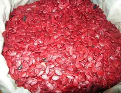 Nguyen Hung workshop in district 6 found to make watermelon seeds soaked in toxic substance