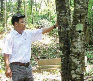 Mr. Nguyen Son Dinh stands next to his agarwood-producing do bau trees in central Binh Dinh Province. Thanks to new technology from the Netherlands, he and many other farmers have been successful in producing the highly valuable wood. (Photo: SGGP)