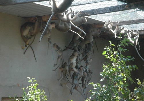 Monkeys are kept at Tuan's wildlife farm. (Photo: Tuoi Tre)