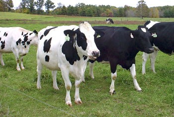 Dairy farmers in HCMC’s Cu Chi District say they have incurred losses due to the low cost of milk (Photo: Dat Viet Newspaper)