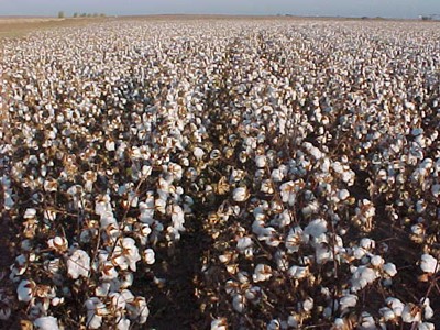 Cotton field.