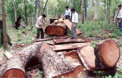 Trees are cut down illegally at Yok Don National Park in the Central Highlands province of Dak Lak