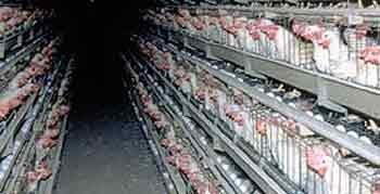 Poultry nationwide will be vaccinated to prevent against bird flu