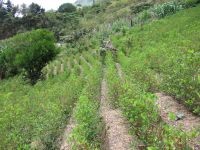 Coca bushes in Yungas region