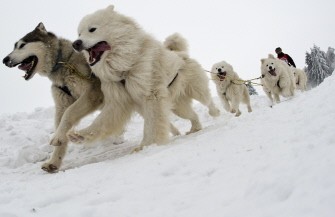 Hartwig Rackwitz and his dogs race in a sledge dog competition near the eastern German town of Hasselfelde on January 10, 2010, as the region is completely covered with snow. AFP PHOTO