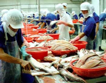 Tra catfish being processed for export at a factory in the Mekong Delta. Aquaculture production has plunged since last year, leaving processors and exporters facing a serious shortage of raw materials, especially of shrimp and fish. (Photo: SGGP)