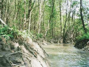 A view of a mangrove forest in HCMC’s Can Gio District. The city People’s Committee chairman Le Hoang Quan urged local authorities January 12 to strengthen protection of these forests which act as a buffer against the tide and winds. (Photo: Tuoi Tre).