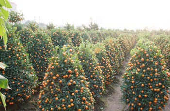 Prices of peach blossom and mandarin orange trees in the northern provinces of Hung Yen and Hai Duong have slid sharply this year due to an overabundance of crops (Photo: Dan Tri)