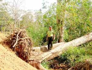 One of the precious trees cut down by road contractors at the Yok Don National Park in Dak Lak Province to upgrade National Highway 14C (Photo: SGGP)