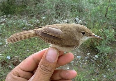 This undated photo released by the Wildlife Conservation Society shows a large-billed reed warbler