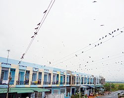 Swallows alight on power grids. (Photo: Thanh Nien Newspaper)