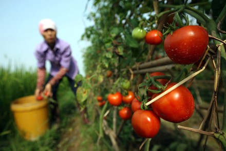 Farmers in Lam Dong Province are suffering big losses after the price of several types of produce has fallen drastically