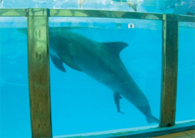 The tail of a baby dolphin can be seen coming out of its 17-year-old mother Hindri in an aquarium at Suoi Tien on January 23 (Photo: SGGP)