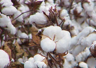 As of now, cotton-growing sector only meets 3-5 percent of the local textile and garment industry’s needs. (Filed photo)