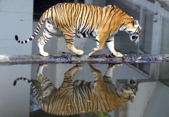 (FILES) In a file picture taken on November 18, 2004 a Tiger crosses a small stream at the Sri Racha tiger zoo, in Chonburi province southeast of Bangkok (AFP photo)